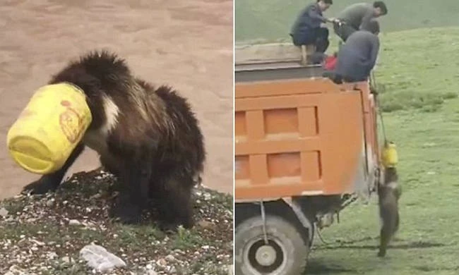 Χωρικοί έσωσαν αρκούδα που της σφίνωσε κάδος στο κεφάλι – Η απίστευτη αντίδρασή της (βίντεο)